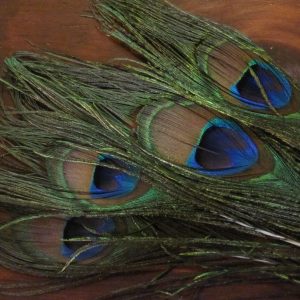 Peacock Eyed Sticks